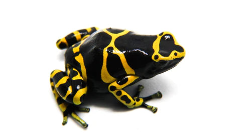 Dendrobates leucomelas Care Sheet