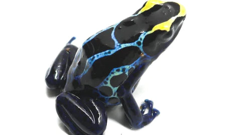 Dendrobates Tinctorius Care Sheet