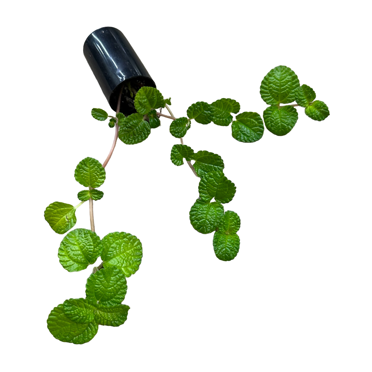 creeping charlie potted plant Pilea nummularifolia Terrarium Plant