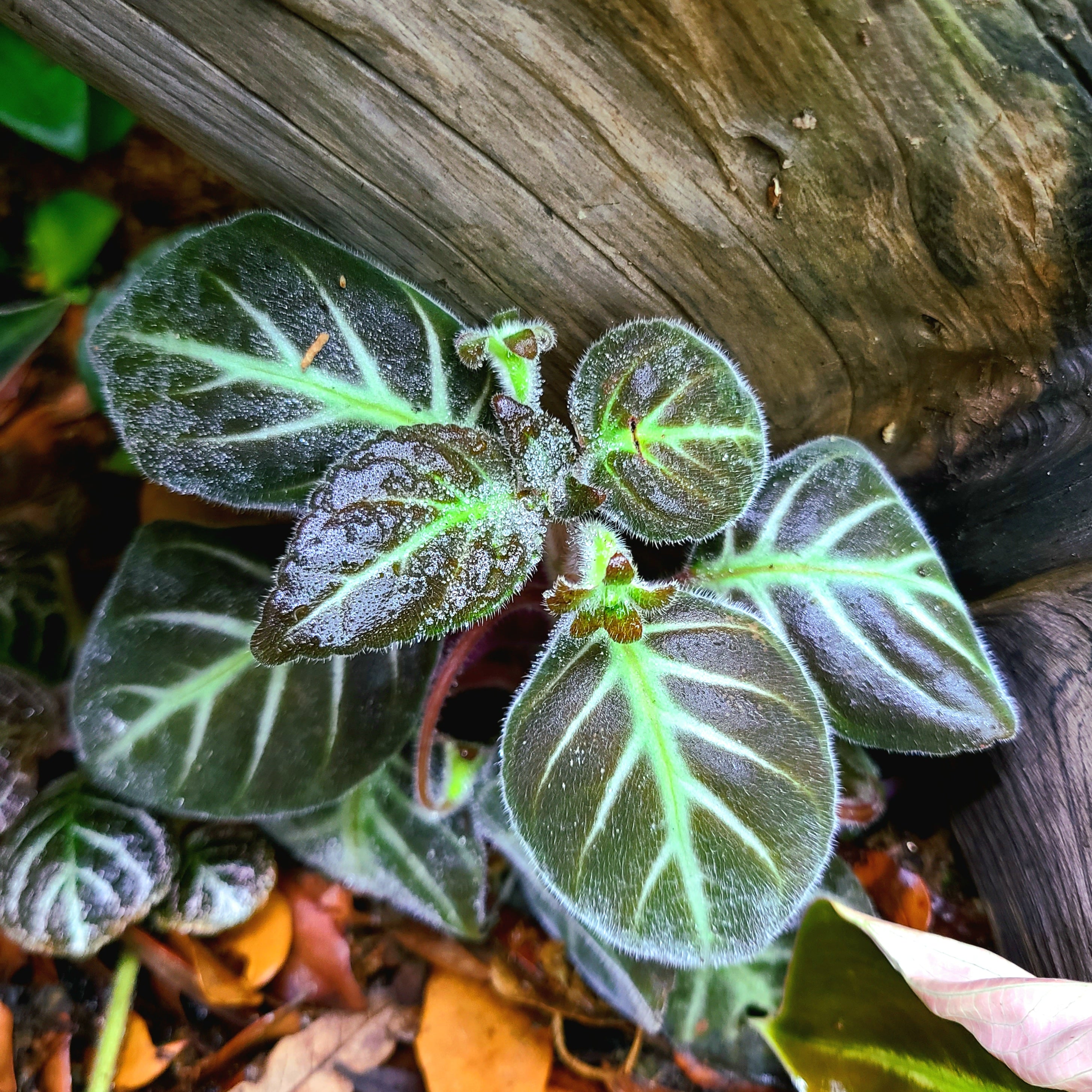 20231106-171436.jpg?crop=