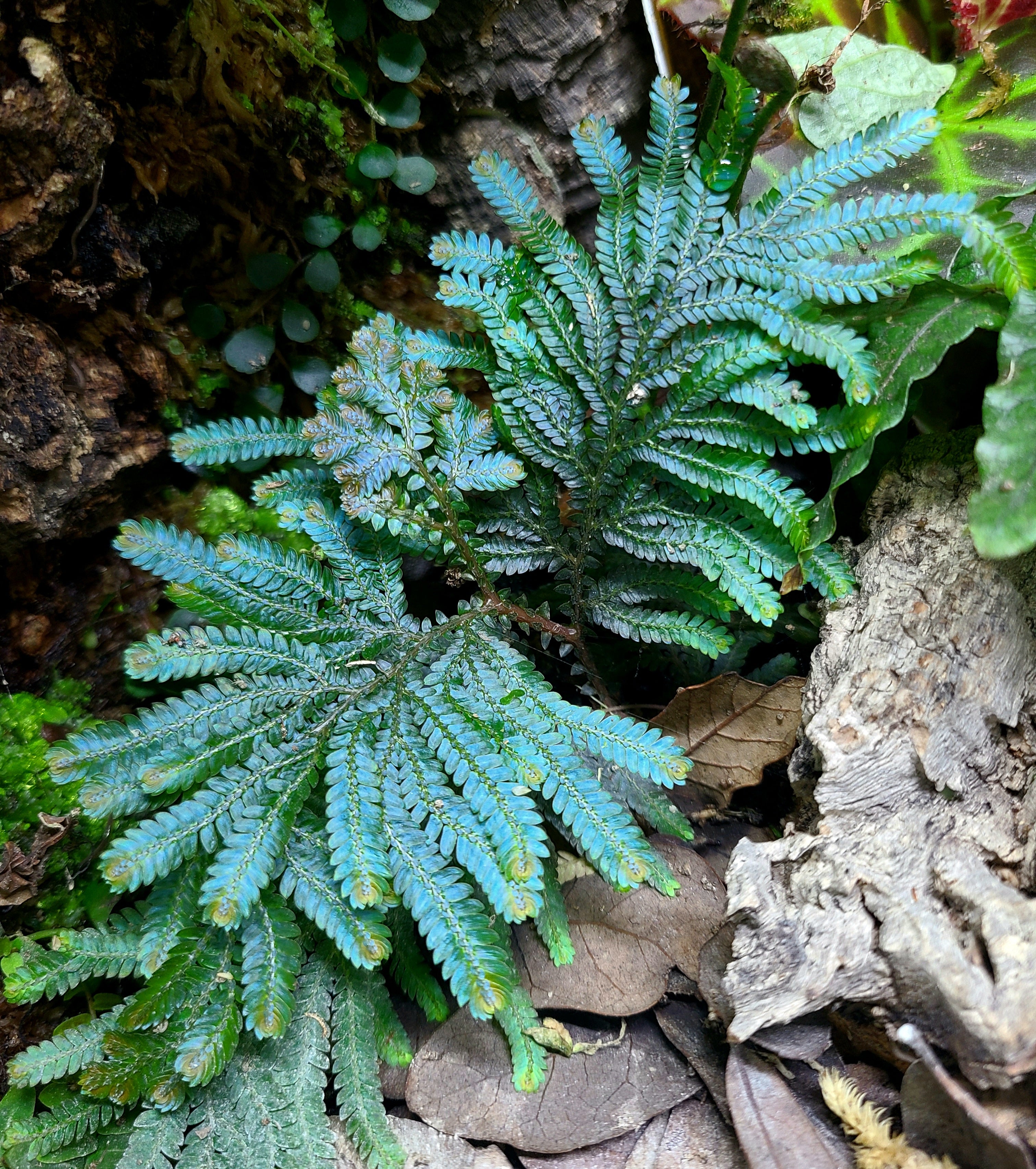 Selaginella willdenowii – FrogDaddy