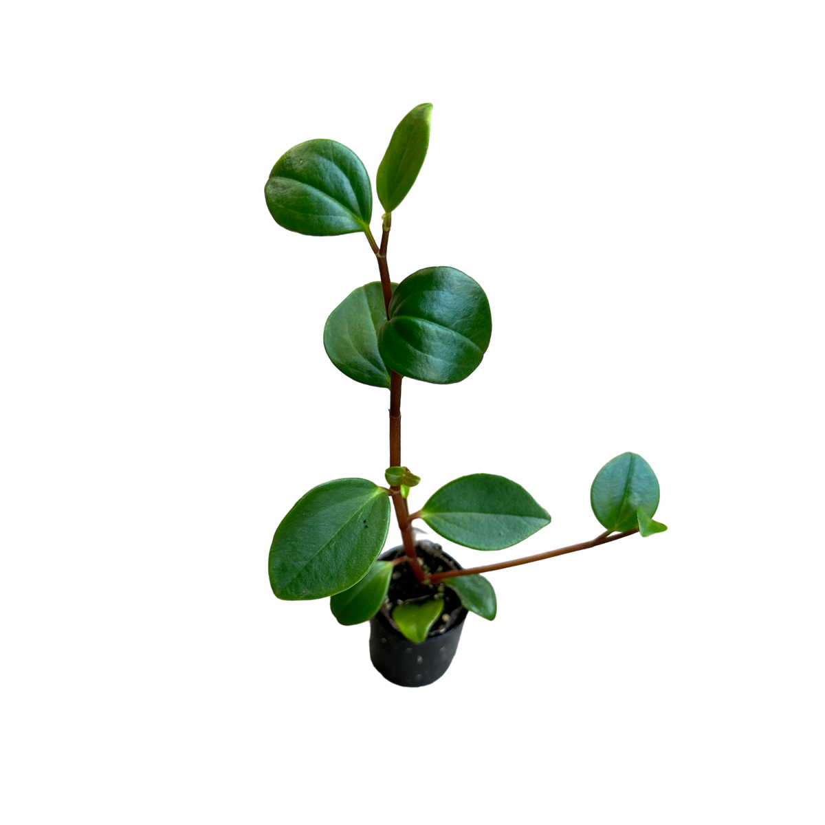 Peperomia glabella Terrarium Plant