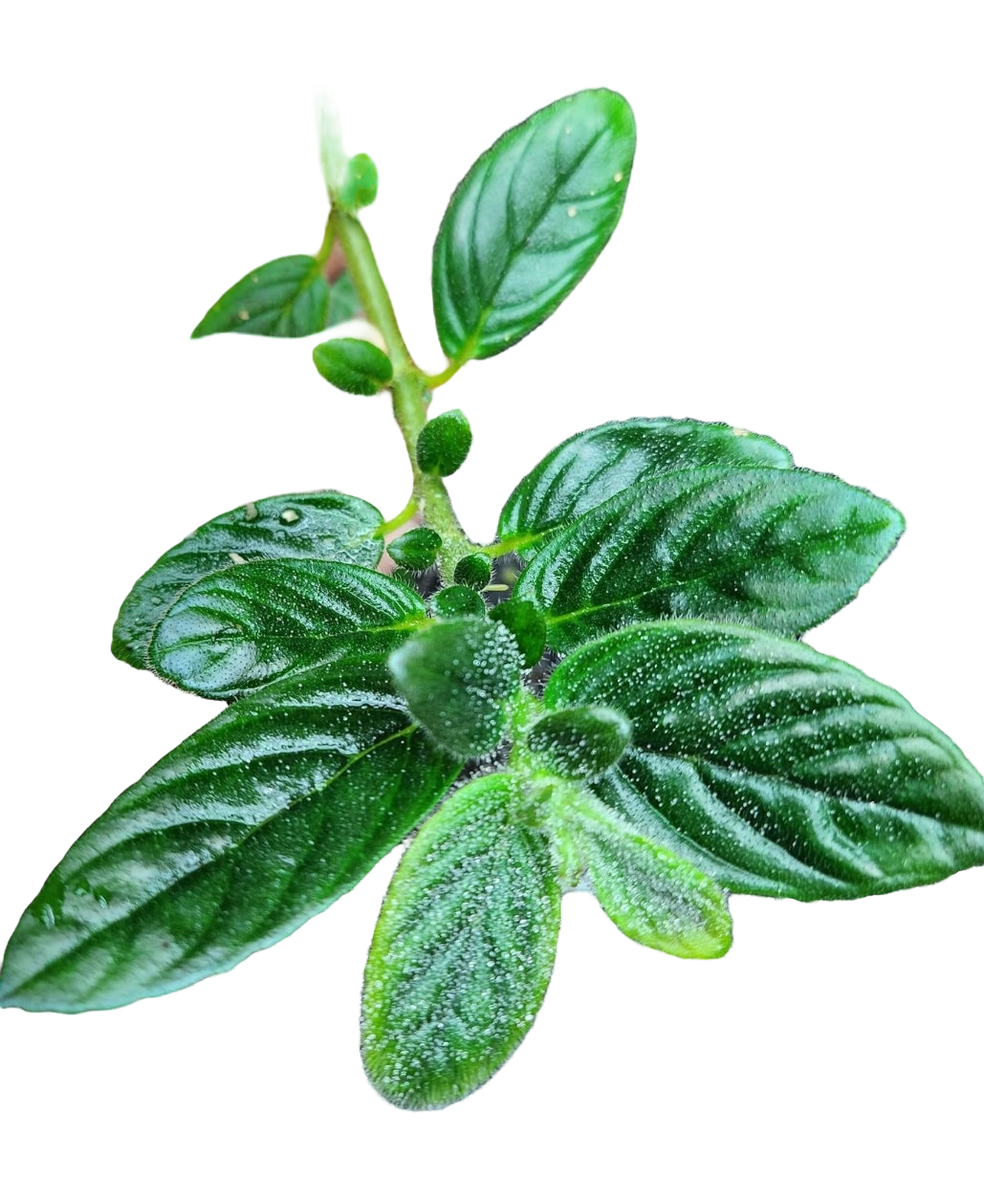 philodendron mindo Columnea spathulata “Mindo Ecuador” Terrarium Plant