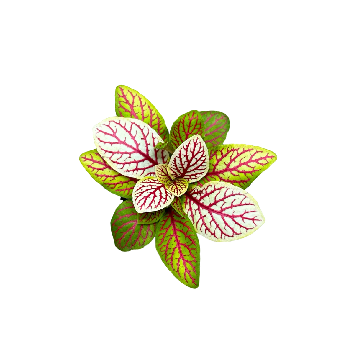 Fittonia albivenis “Skeleton” Terrarium Plant