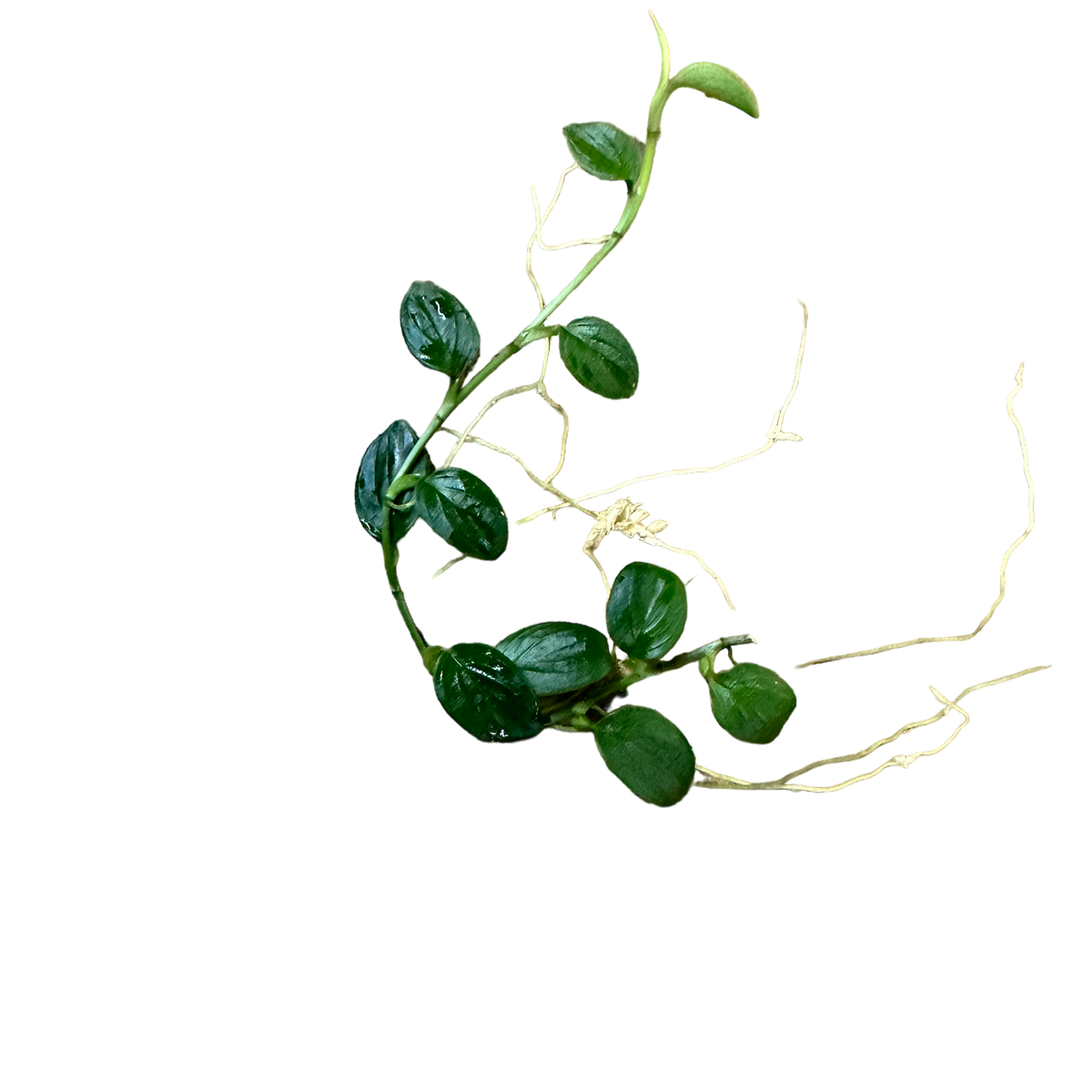 philodendron-sp. mini aff pteropus Philodendron sp. “Mini pteropus #3” Terrarium Plant