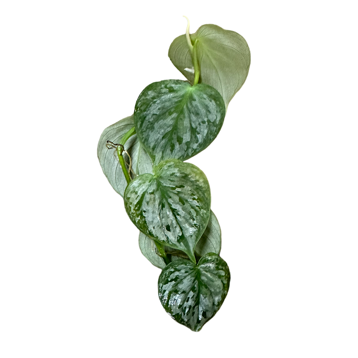 Philodendron sp. Mottled Fitzcaraldo Terrarium Plant | FrogDaddy