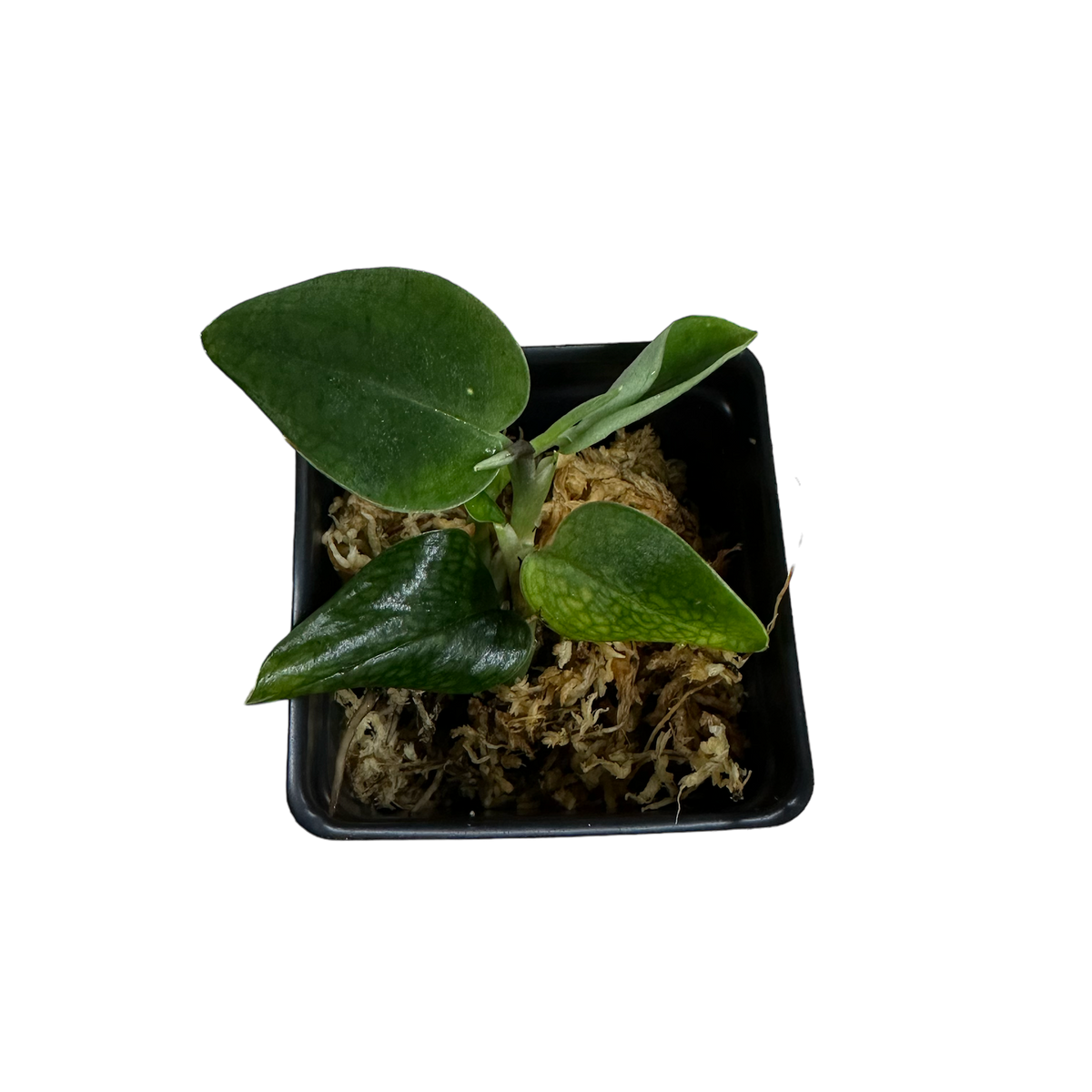 Monstera sp. Black Velvet Terrarium Plant