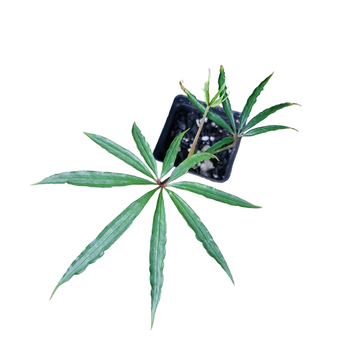 anthurium polystictum Anthurium polystichum Terrarium Plant