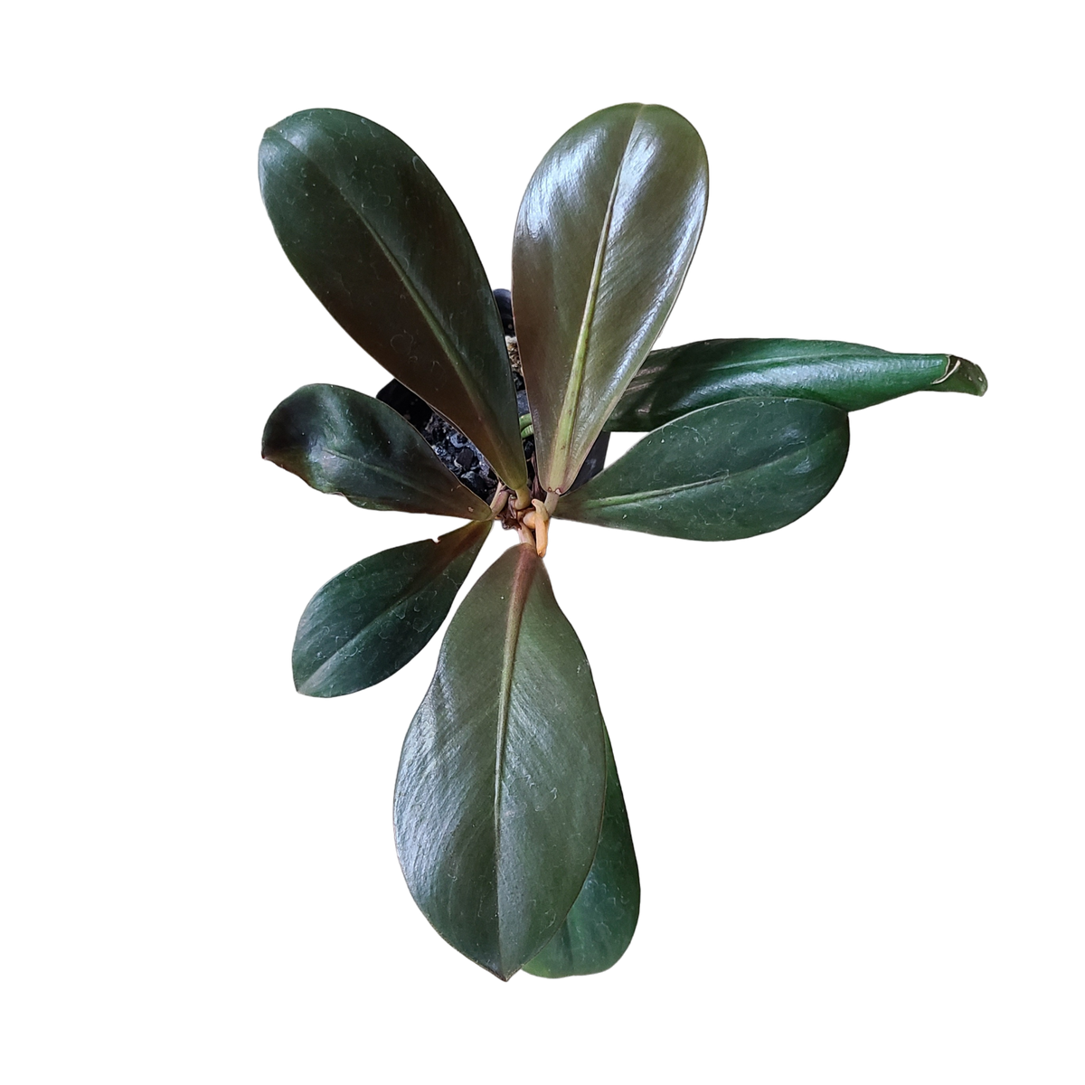 philodendron linnaei slim Philodendron linnaei Terrarium Plant