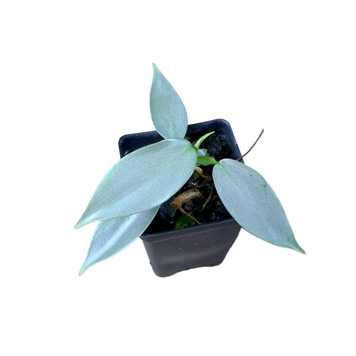 sword philodendron Philodendron hastatum Silver Sword "Narrow"
