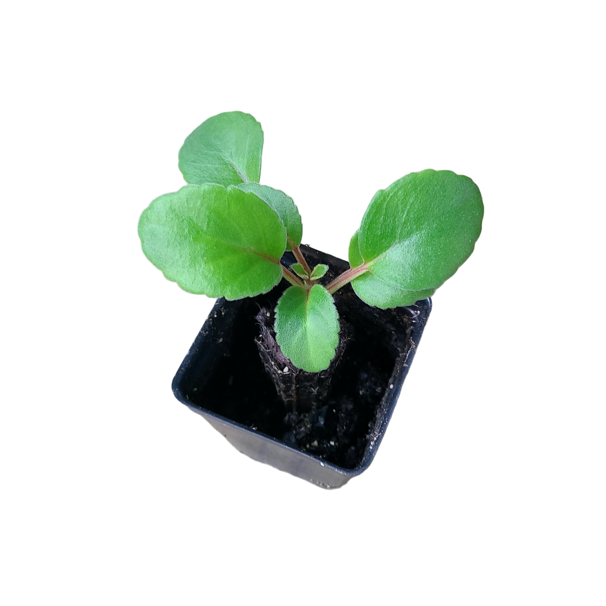 Alsobia dianthiflora Terrarium Plant | FrogDaddy