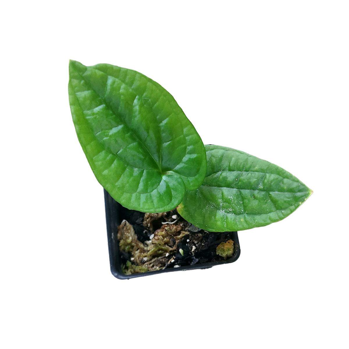 Anthurium flexile Terrarium Plant