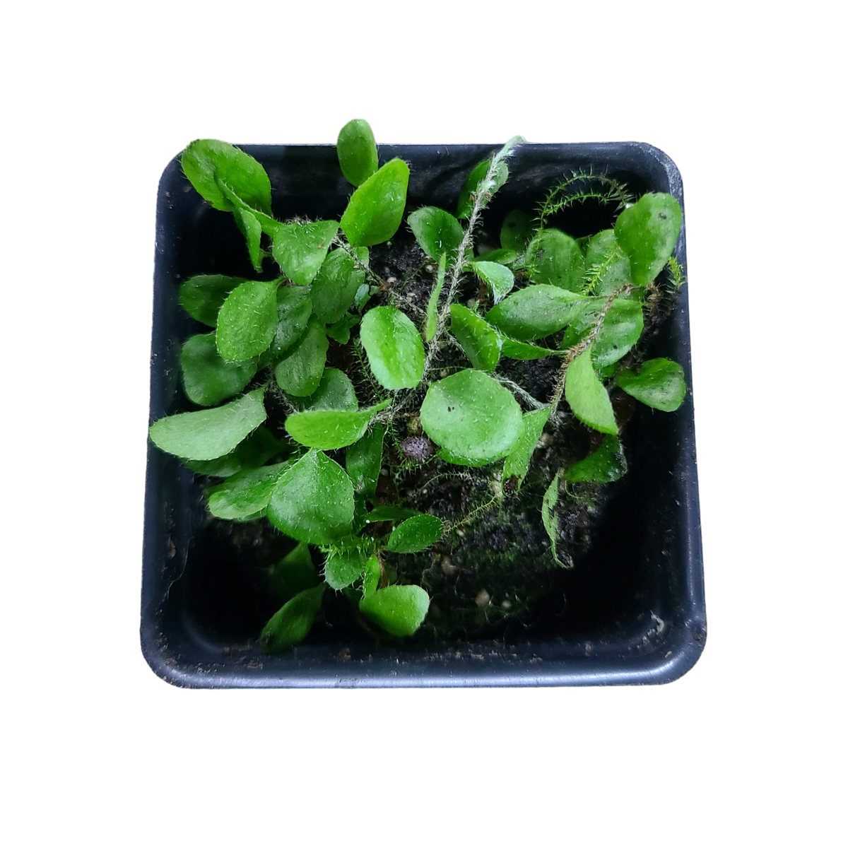 Microgramma sp #3 Terrarium Plant | FrogDaddy