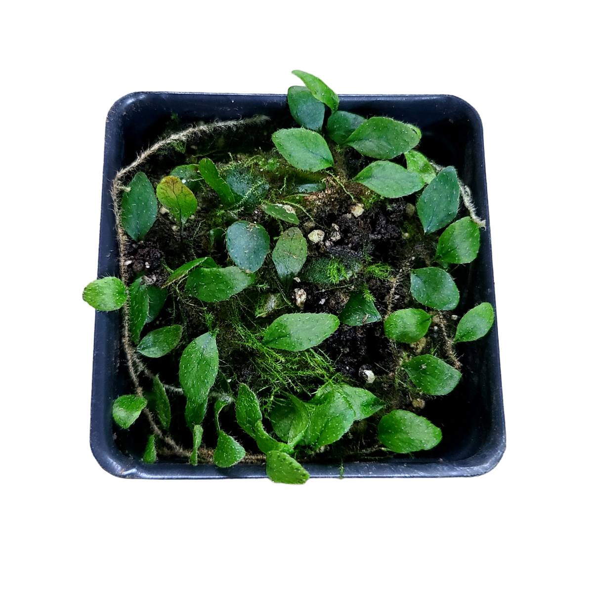 その他観葉植物 Microgramma tecta \