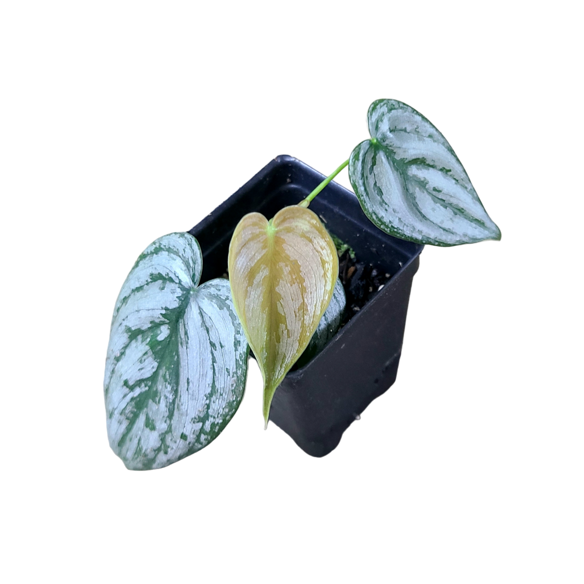 Philodendron brandtianum Terrarium Plant