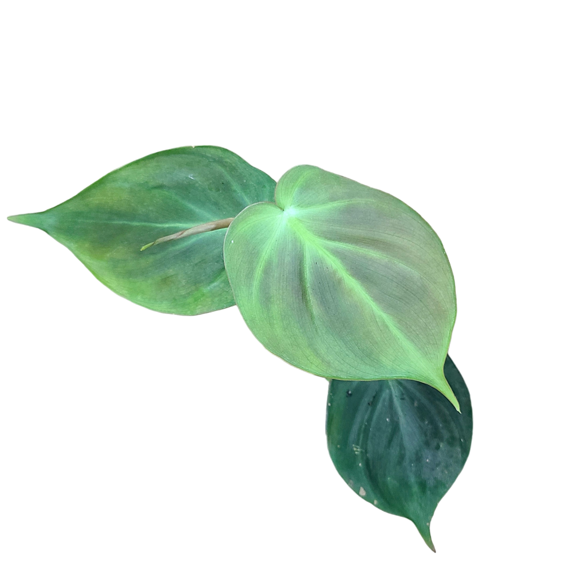 Philodendron camposportoanum Terrarium Plant