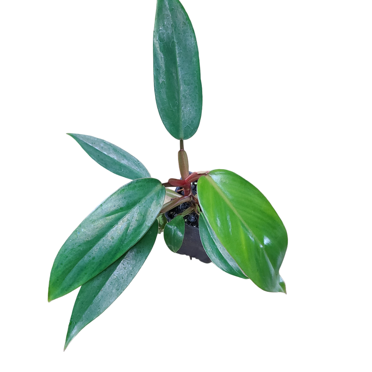 Philodendron erubescens 