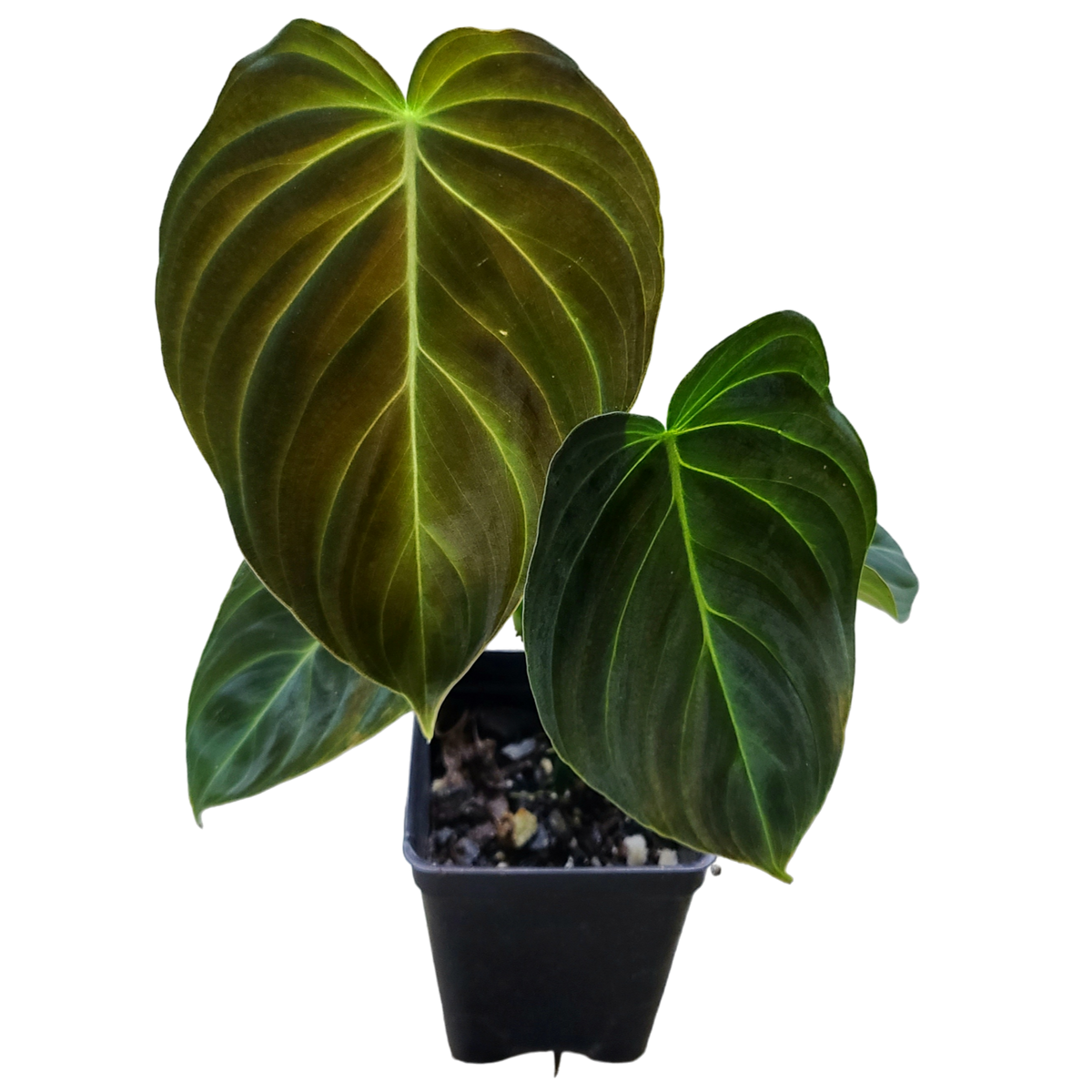 philodendron melanochrysum plant Philodendron verrucosum x melanochrysum 'Splendid'