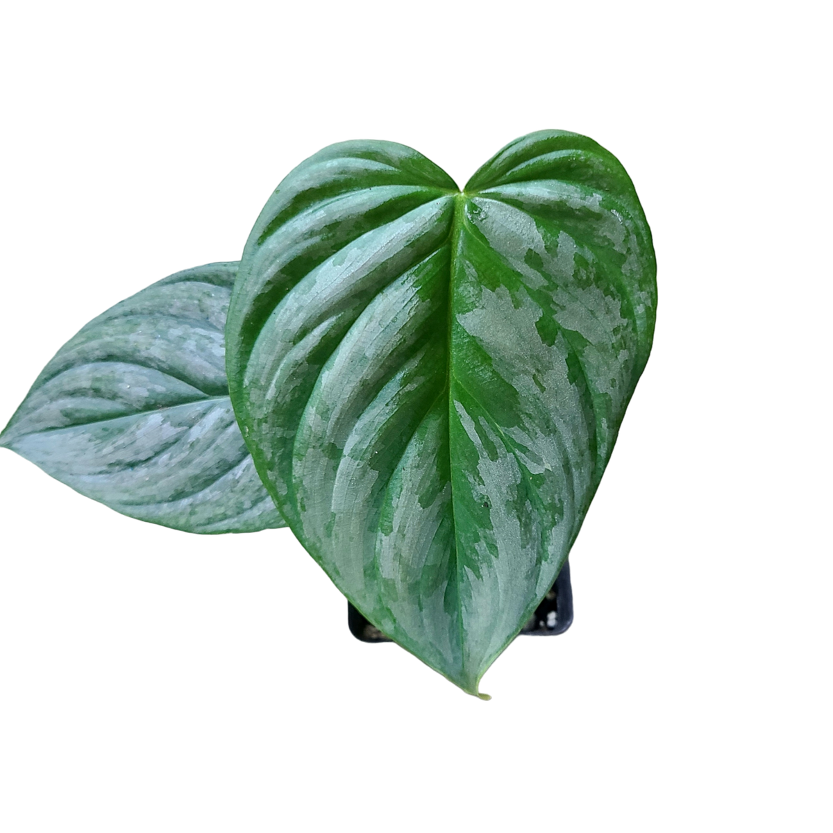 virgo philodendron Philodendron verrucosum x sodiroi (Majestic)