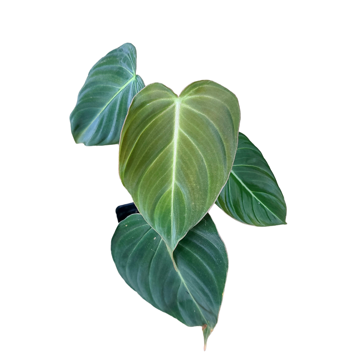 glorious jungle philodendron Philodendron glorious (gloriosum x melanochrysum)