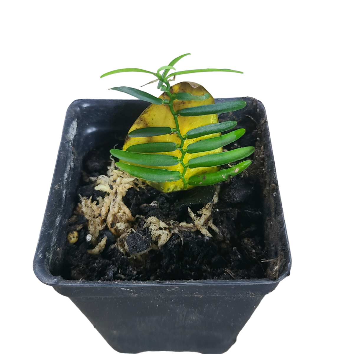 Pothos cf scandens Terrarium Plant