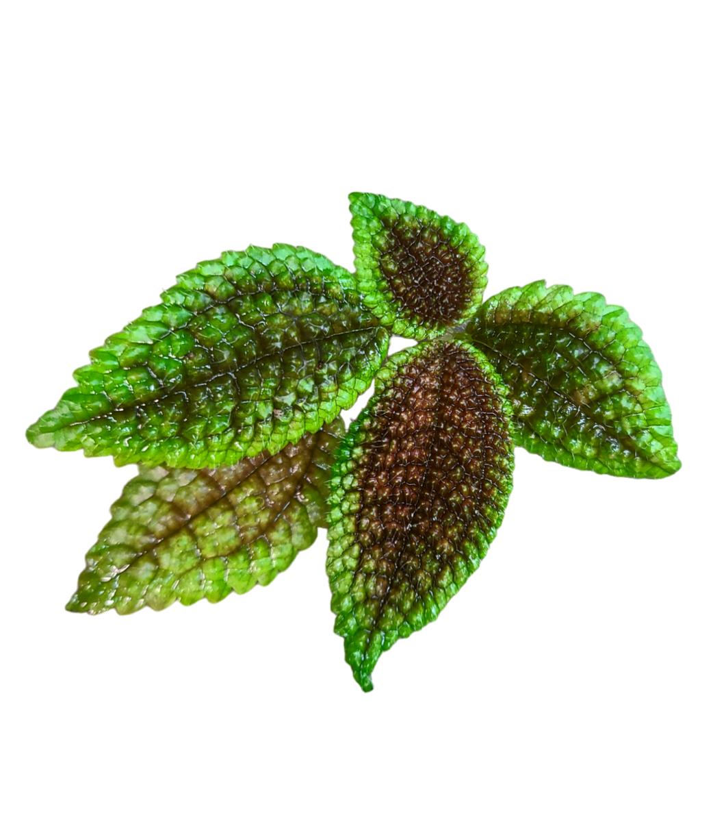 Pilea involcrata Moon Valley Terrarium Plant