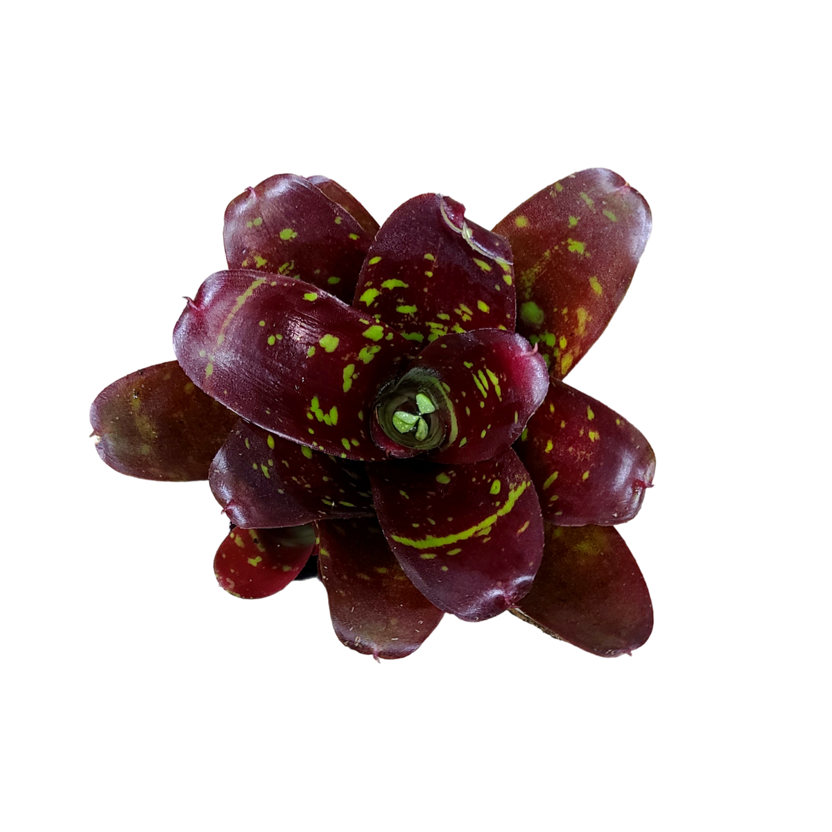 Neoregelia 