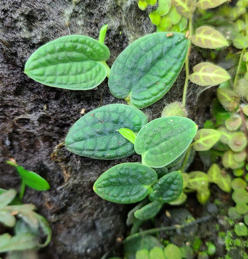 Rhaphidophora verstegii (Piper clypeatum)