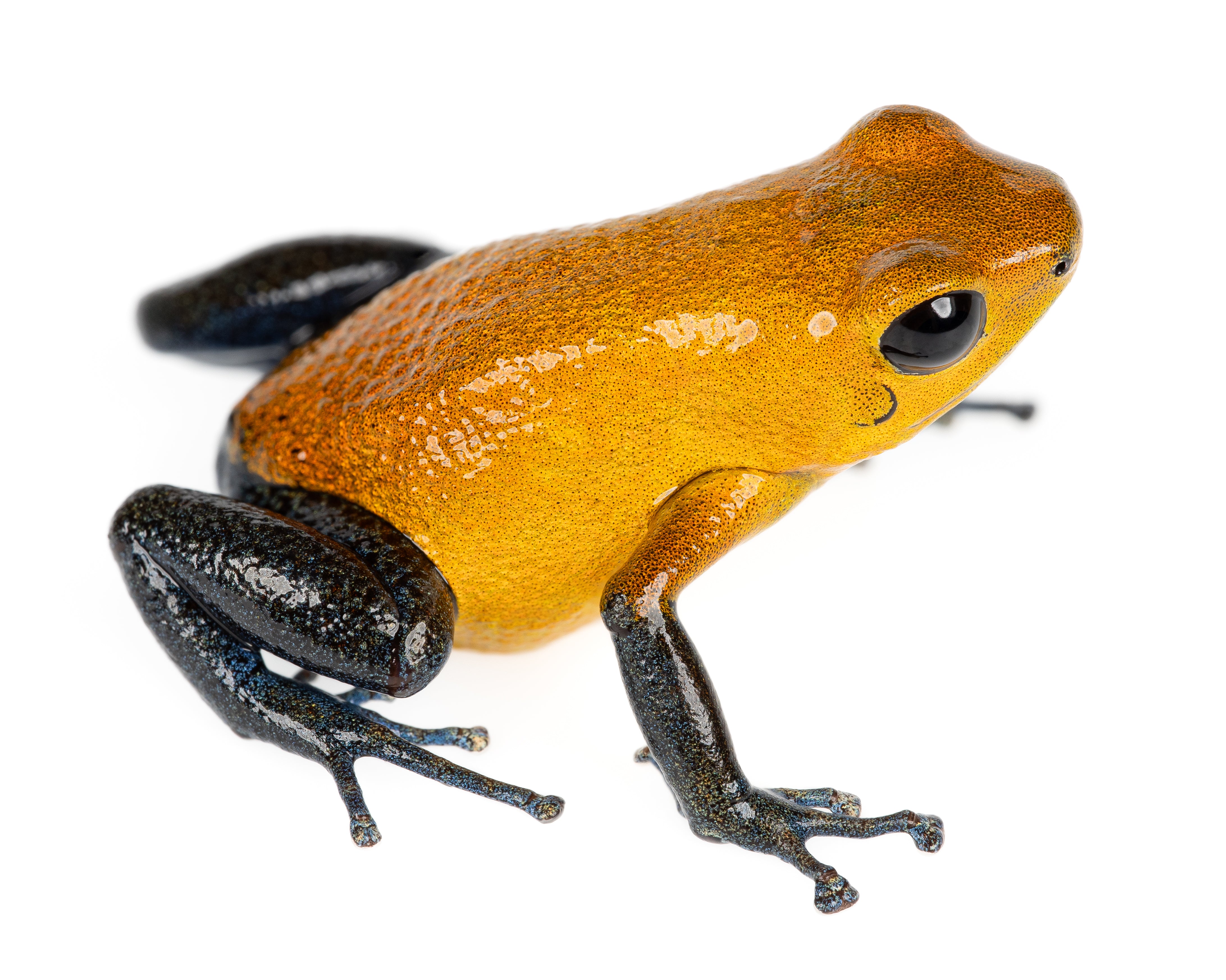 Oophaga pumilio 