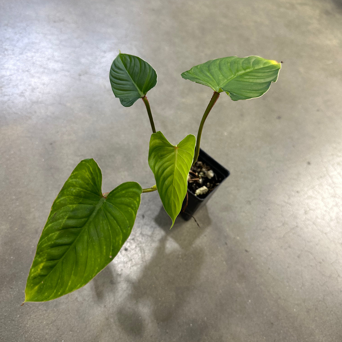 caring for an philodendron mamei Philodendron mamei hybrid Terrarium Plant