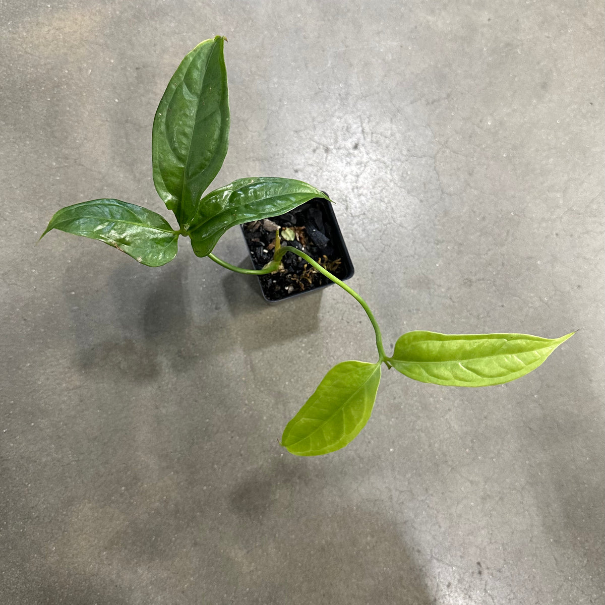 Anthurium selling croatii