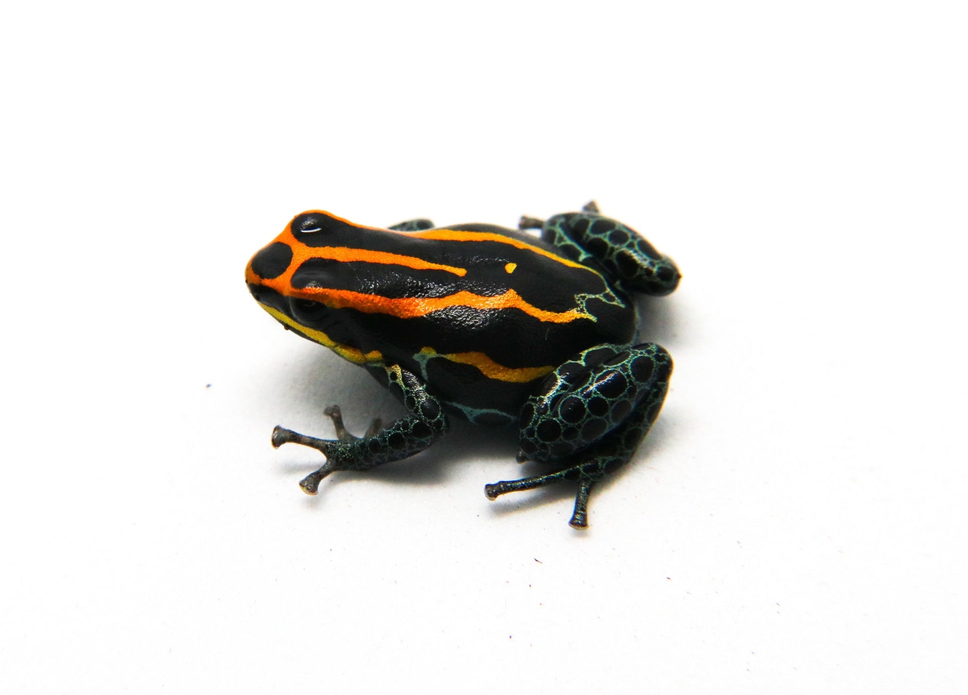 Ranitomeya amazonica 