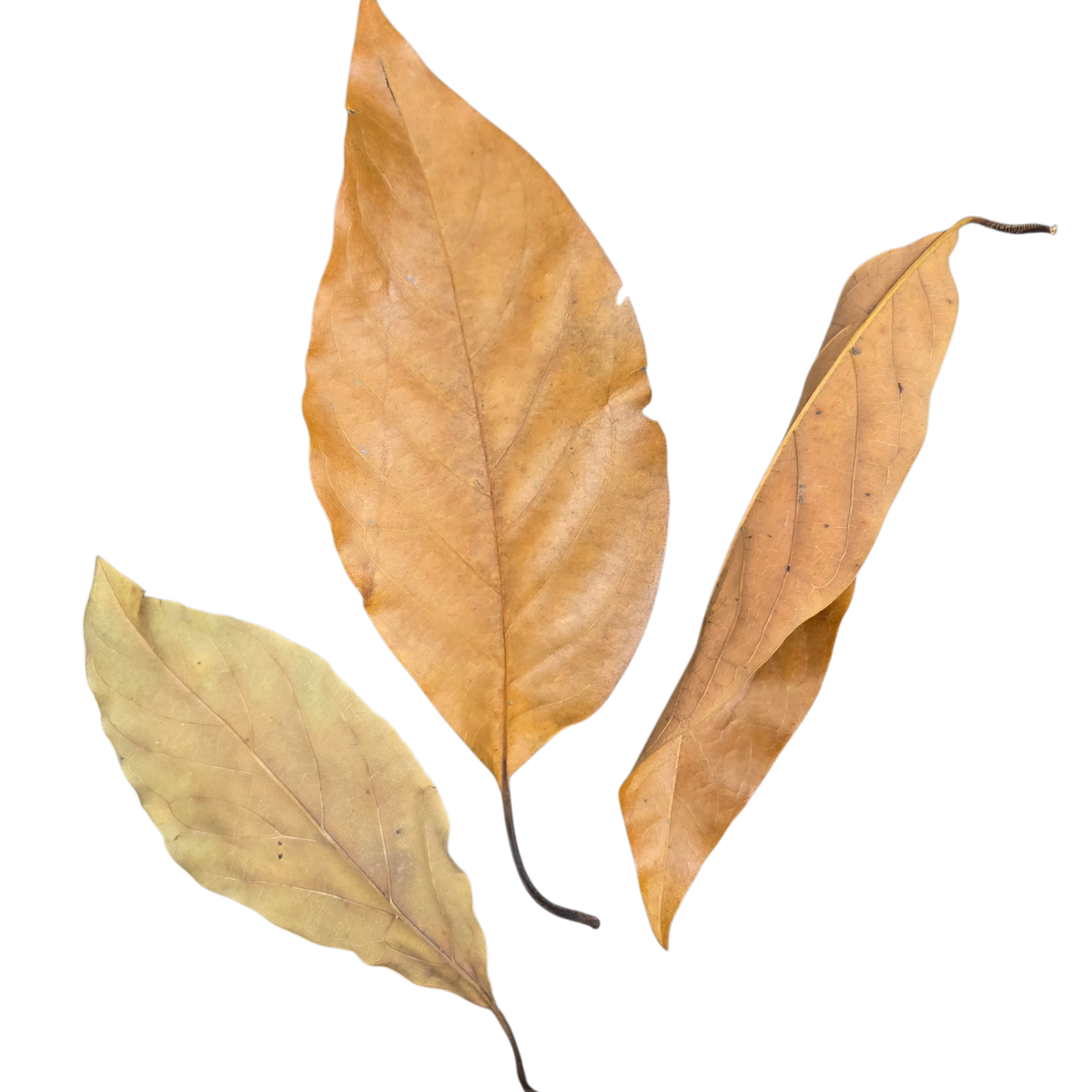 Tropical Leaf Litter - Avocado Leaves | FrogDaddy