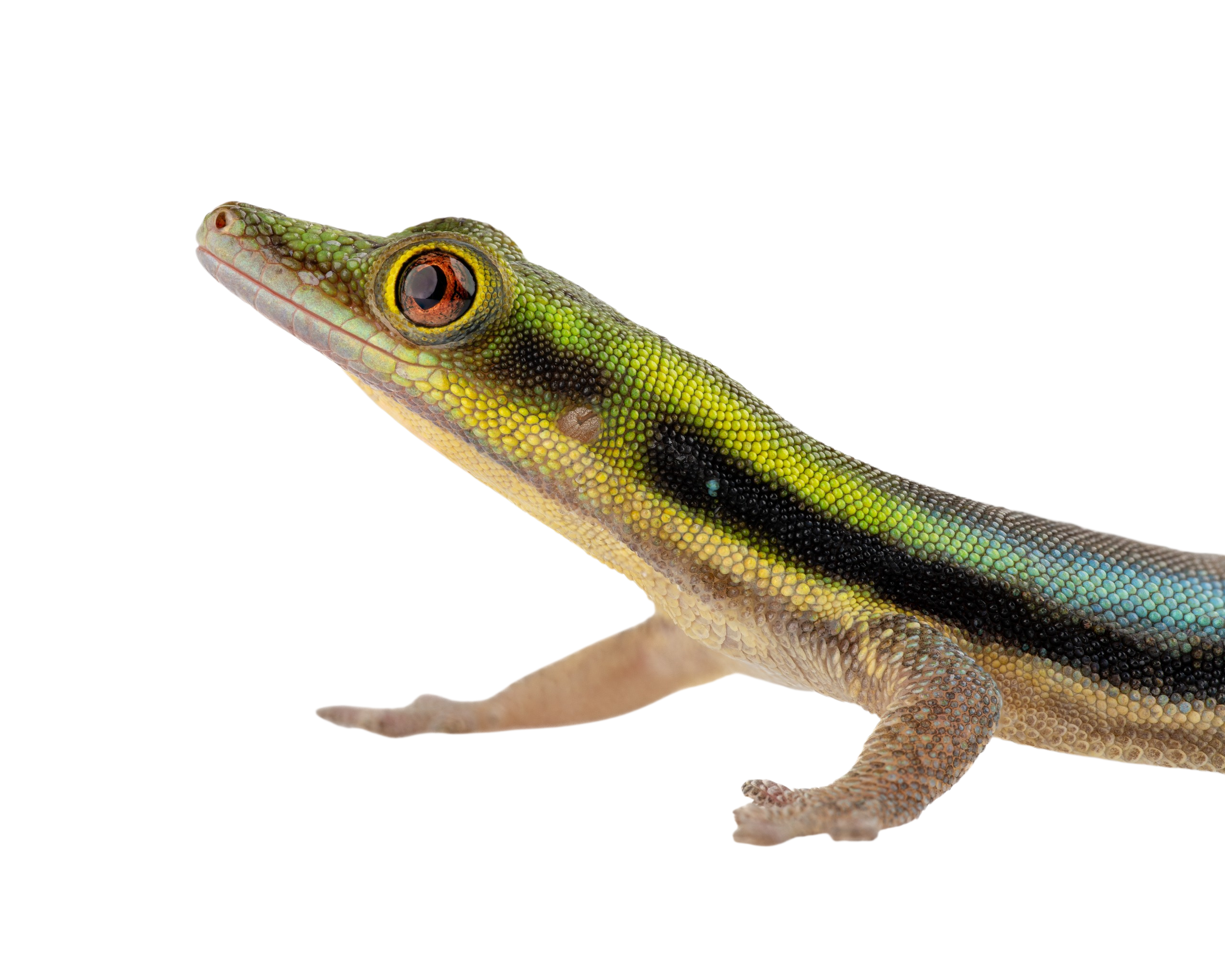 Phelsuma klemmeri - Yellow Headed Day Gecko image 2