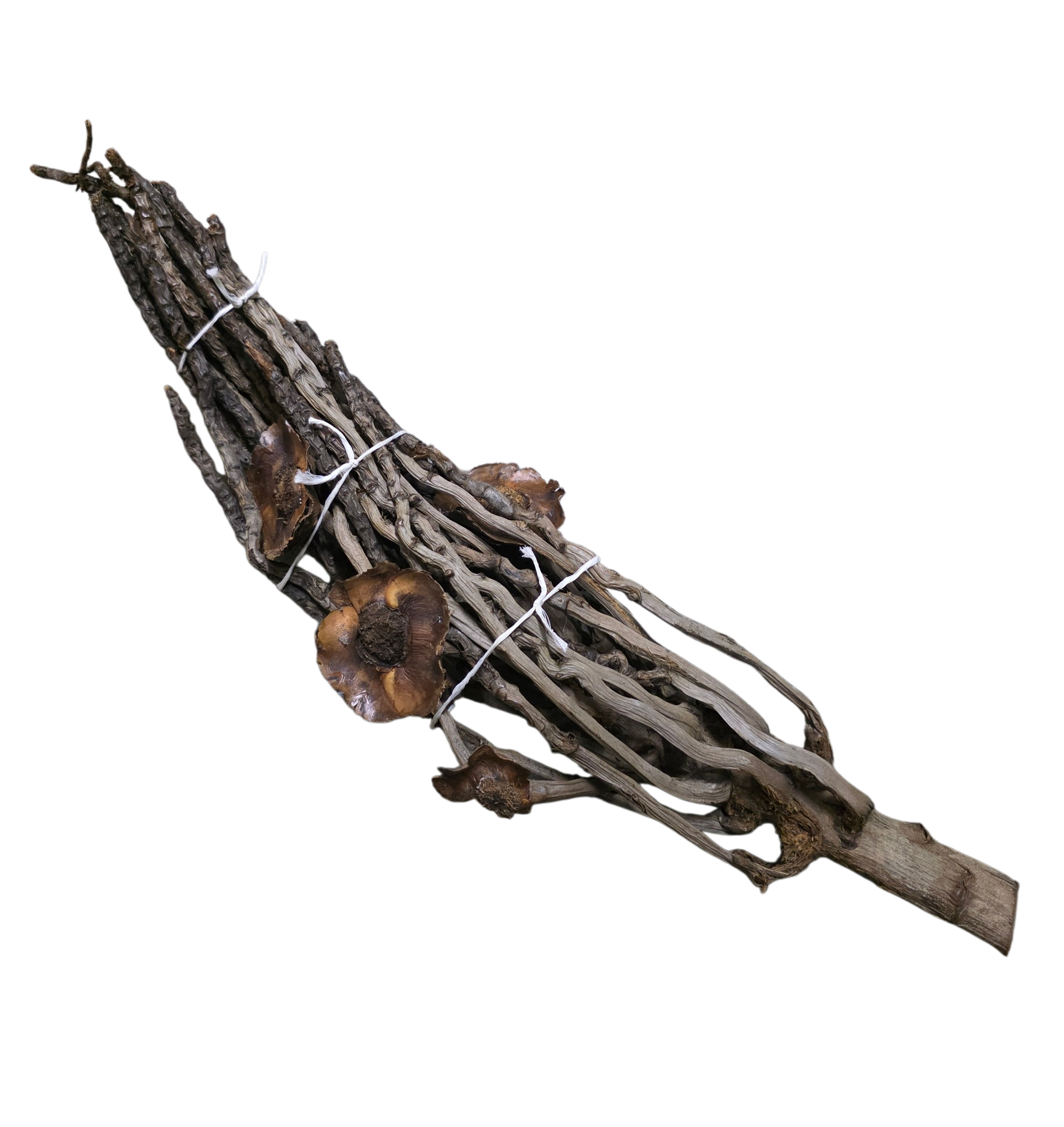 Palm Branch