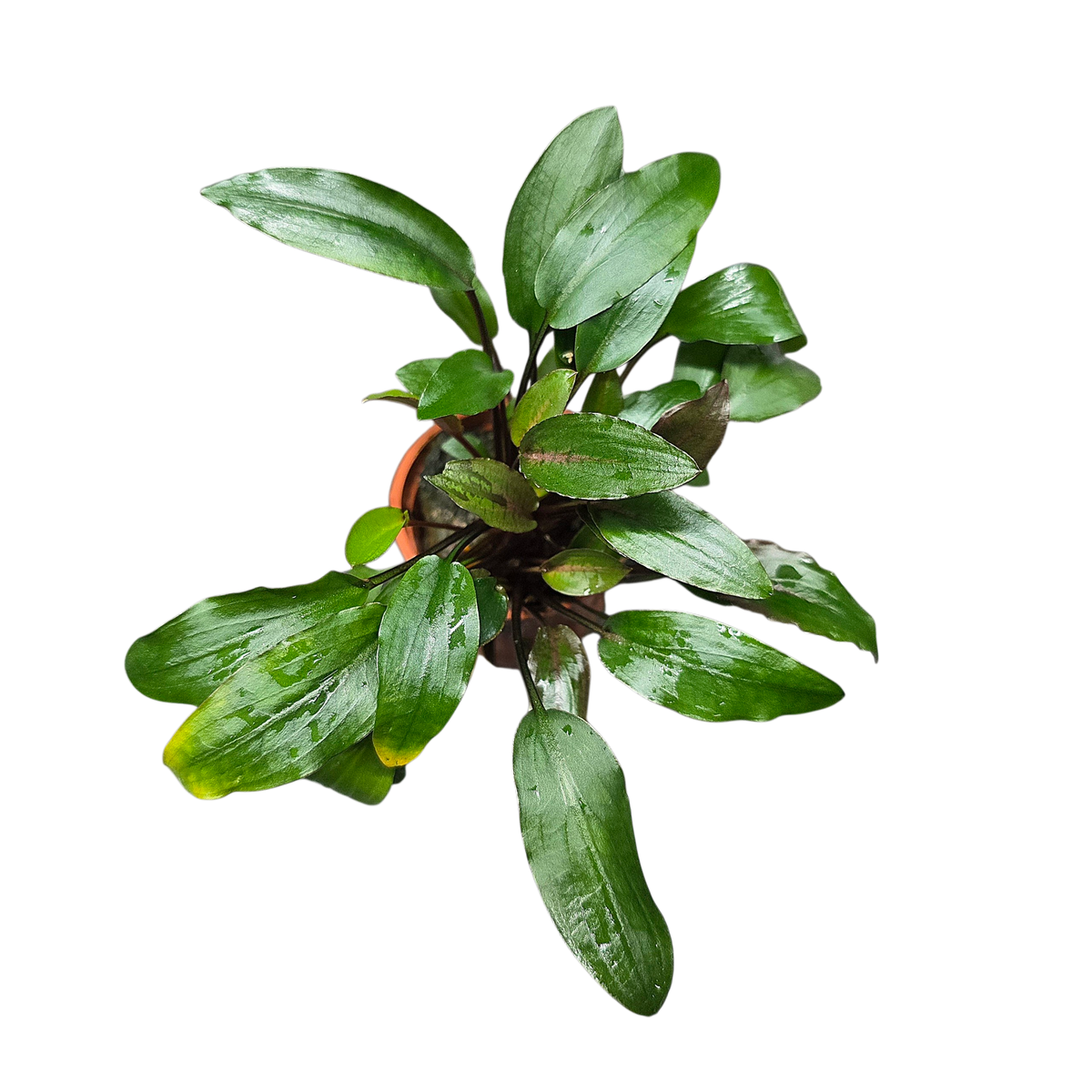 Cryptocoryne Petchii Paludarium Plant | FrogDaddy