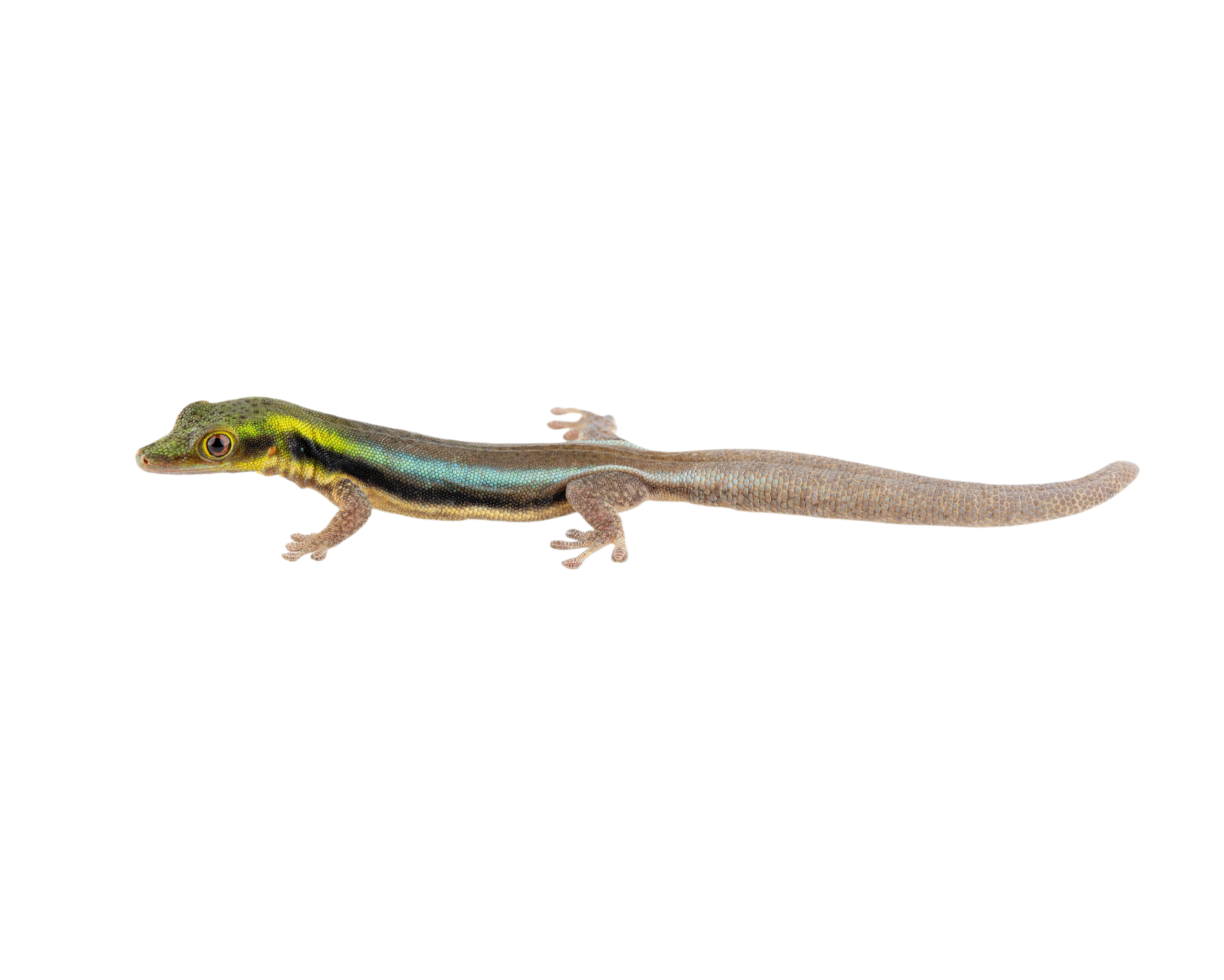 Phelsuma klemmeri - Yellow Headed Day Gecko