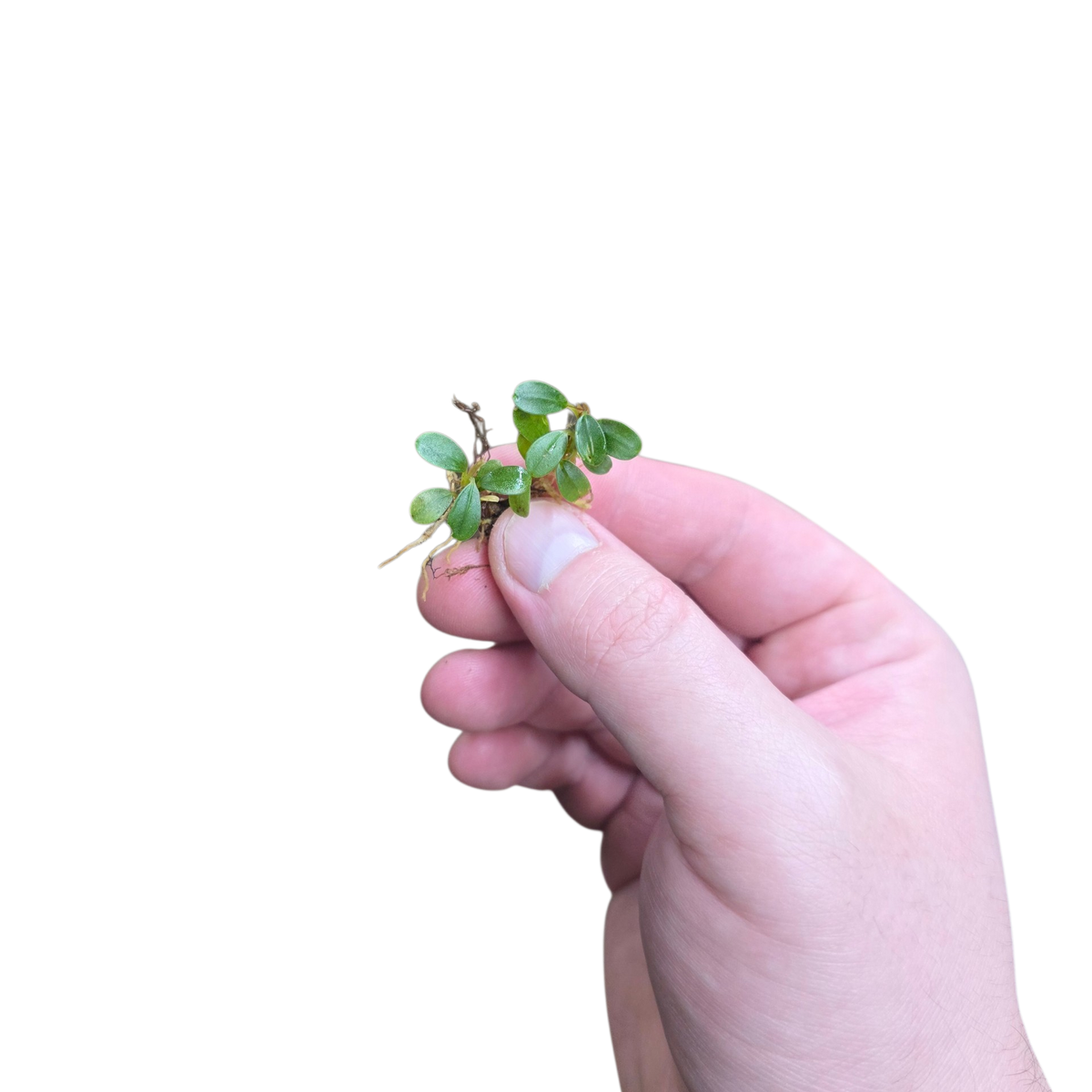 Bucephalandra Mini Coin Rare Aroid | FrogDaddy