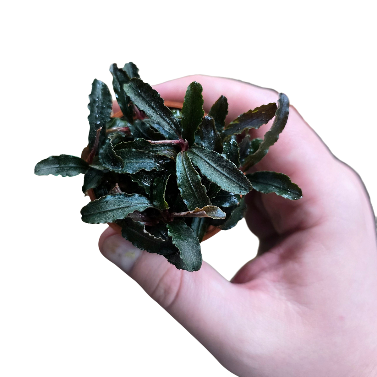 Bucephalandra 'Ketagang' Rare Aroid | FrogDaddy