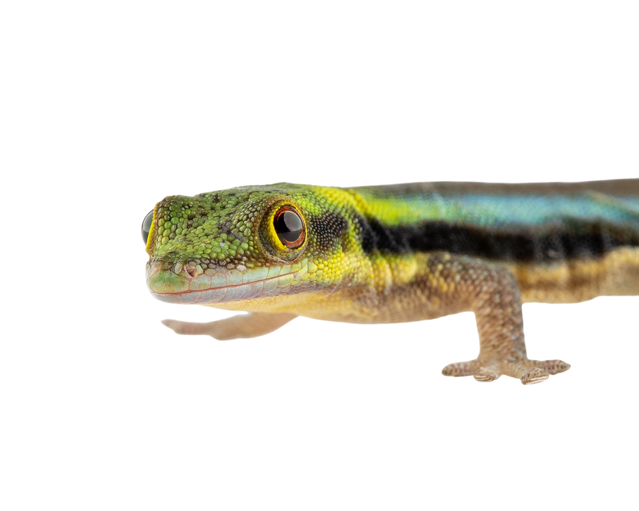 Phelsuma klemmeri - Yellow Headed Day Gecko image 3