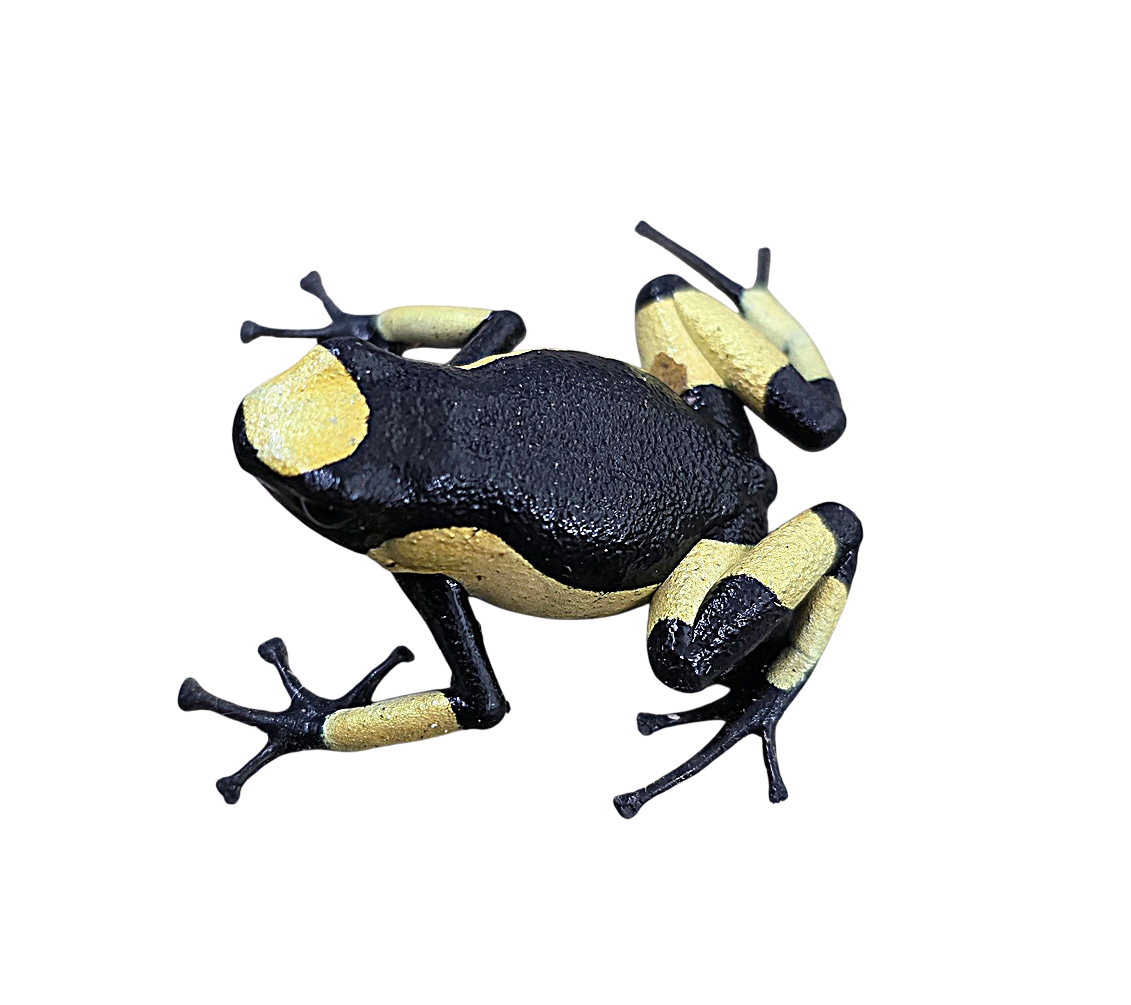 Oophaga histrionica "Yellow Saddleback"