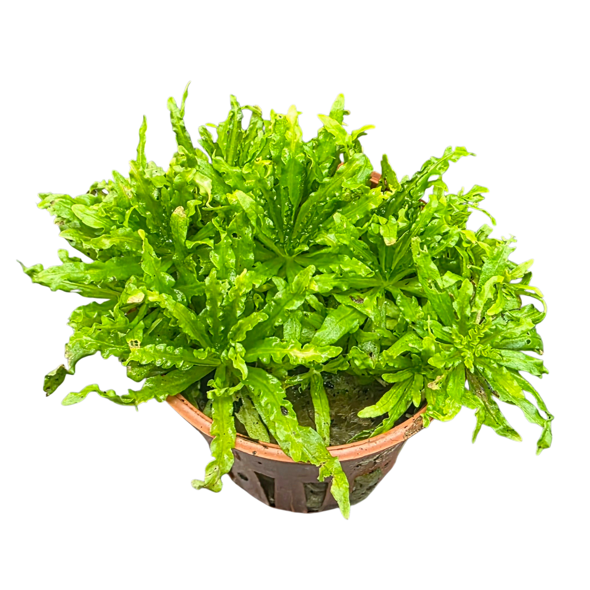 pogostemon helferi planting Pogostemon helferi Aquatic Plant