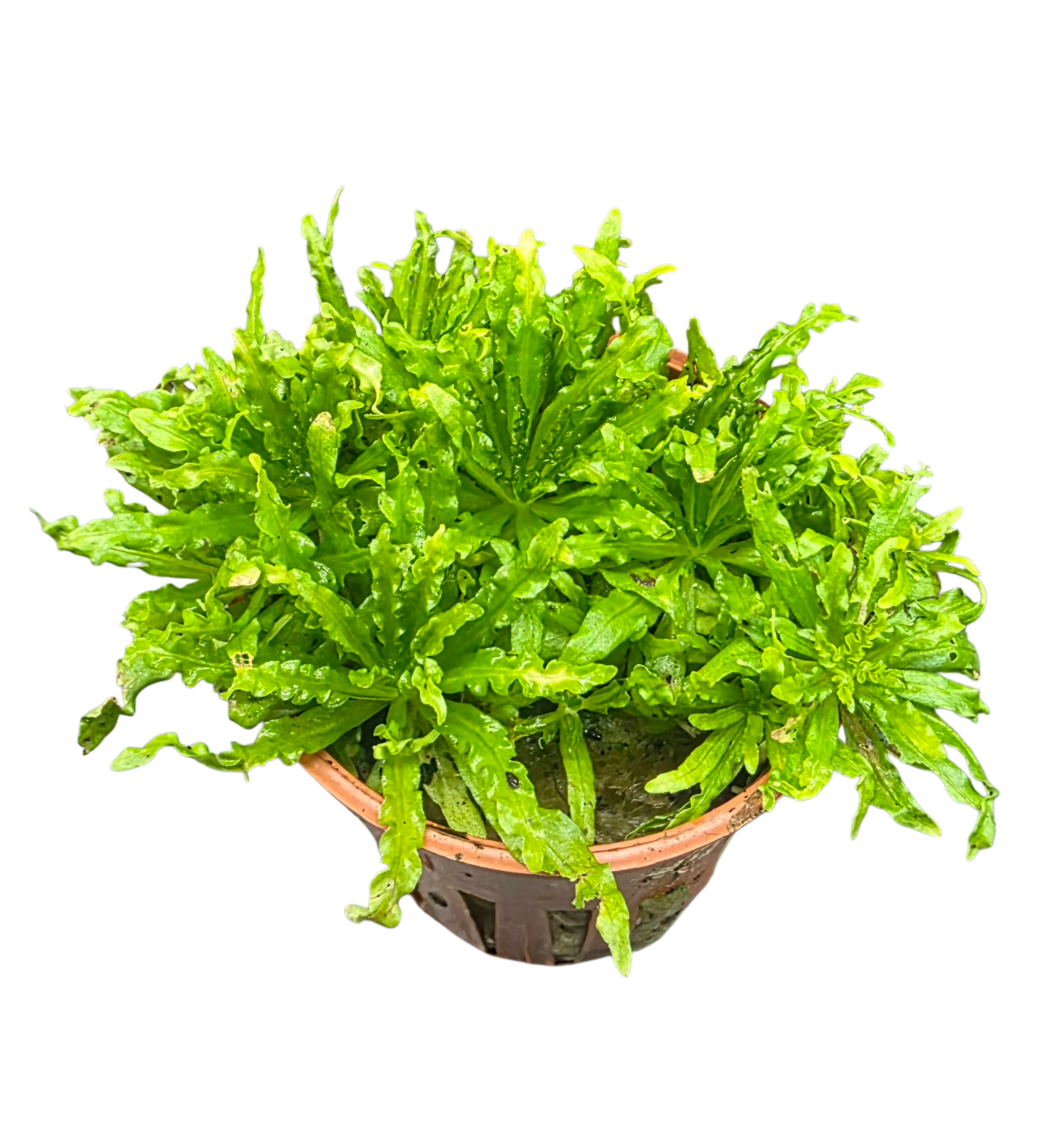 Pogostemon helferi