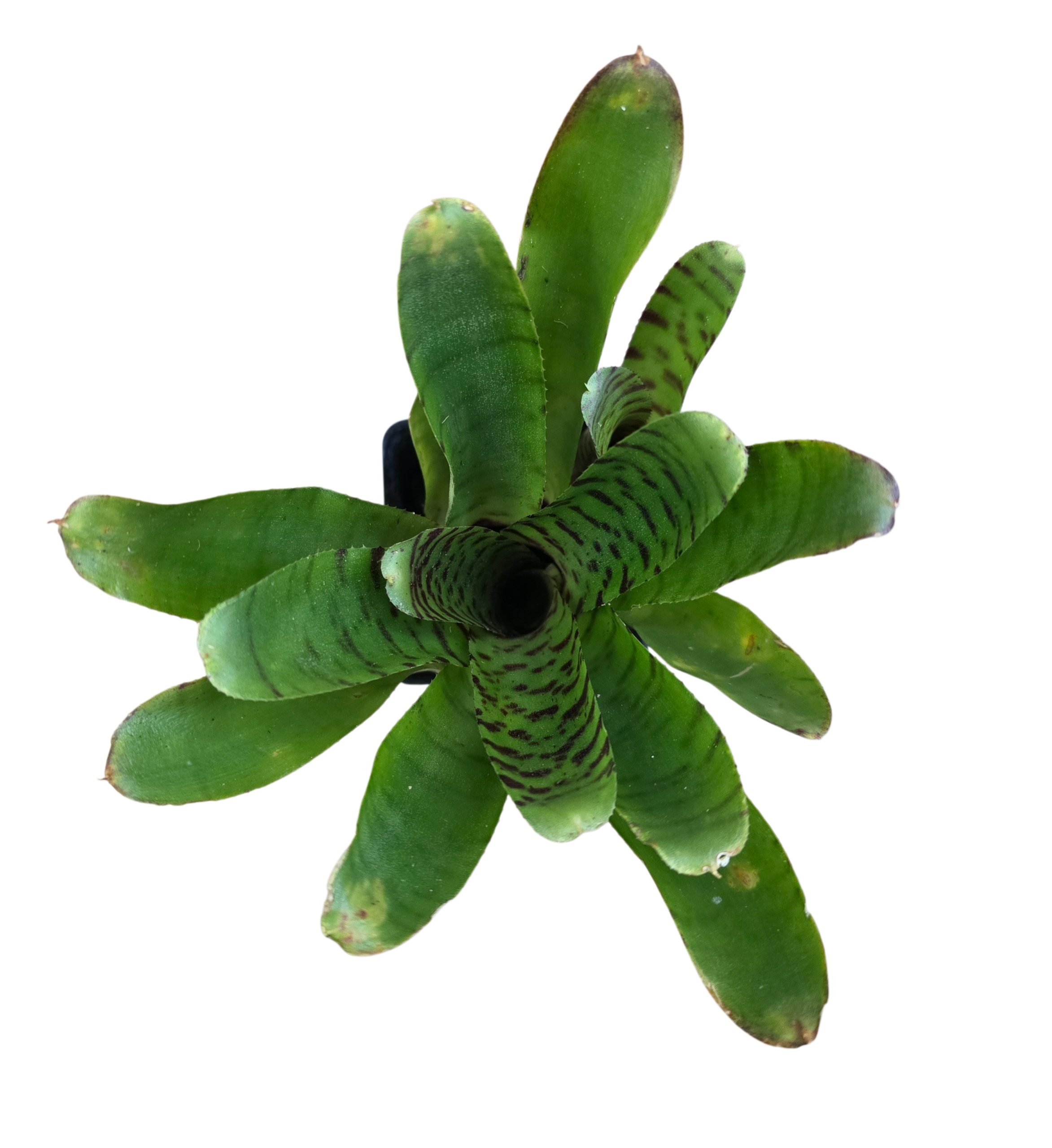 Neoregelia "Tic Tac"