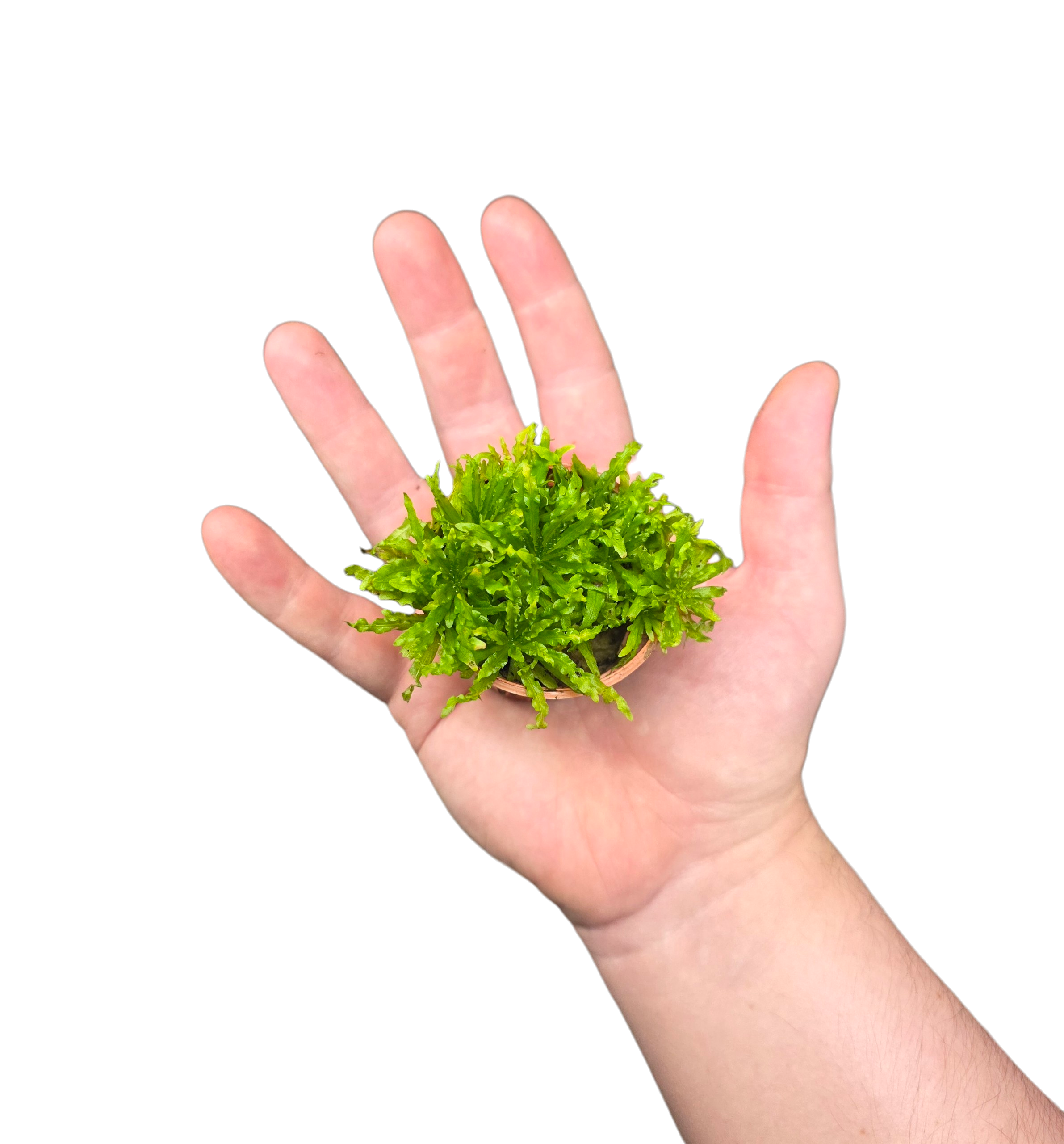 Pogostemon helferi image 2