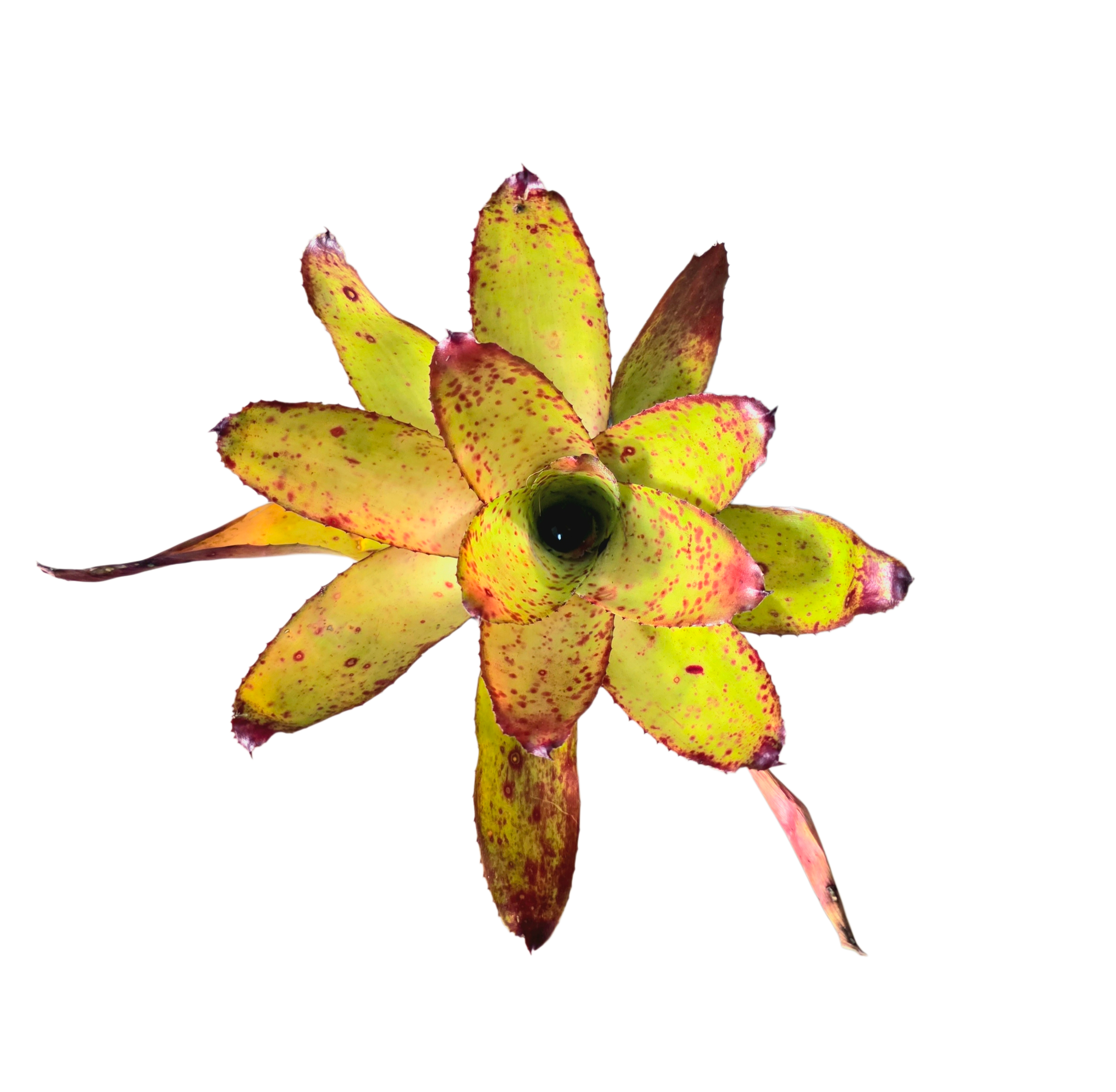Neoregelia "Red Eyes"
