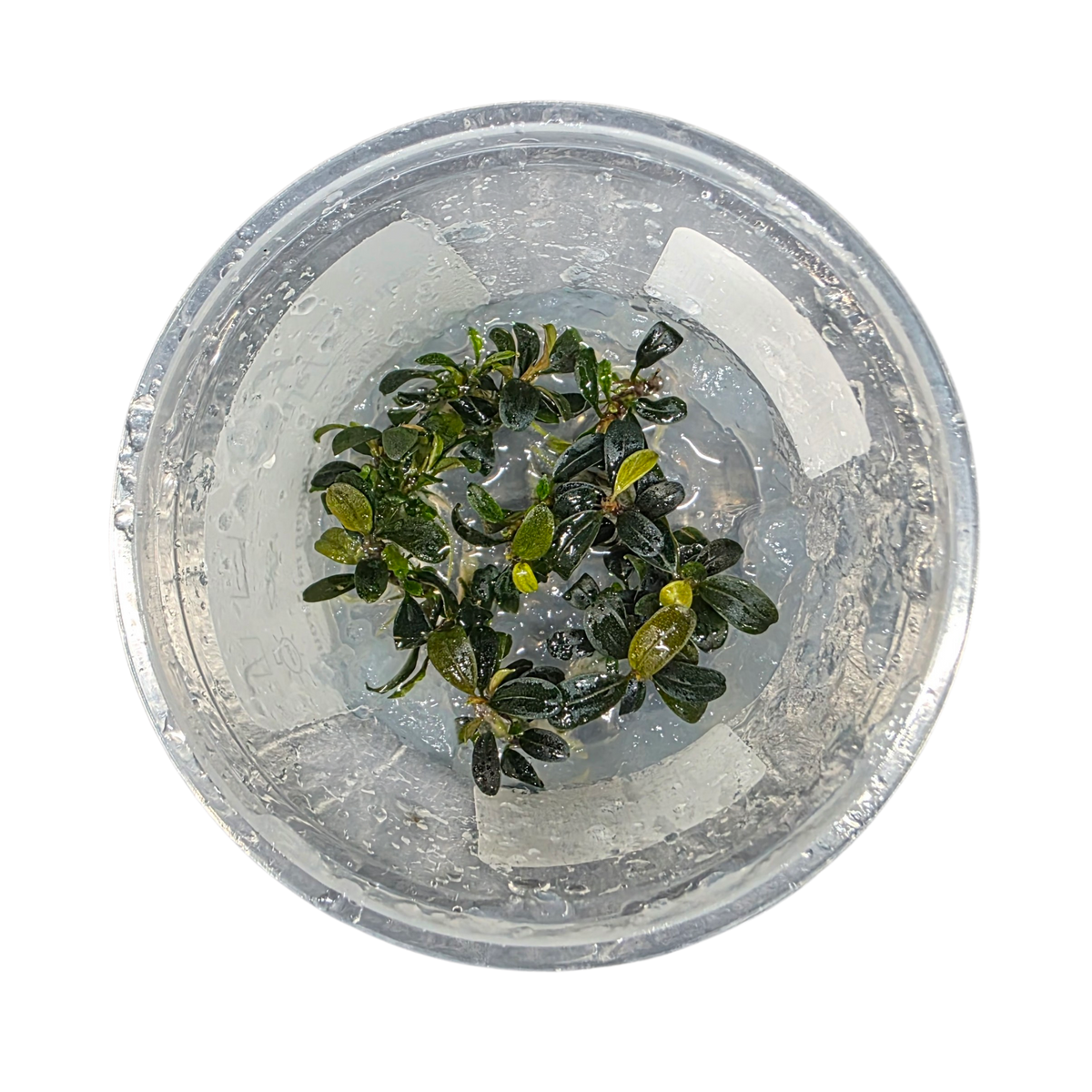 Bucephalandra sp.Ketapang④ Bucephalandra Ketagang Mini Round | FrogDaddy