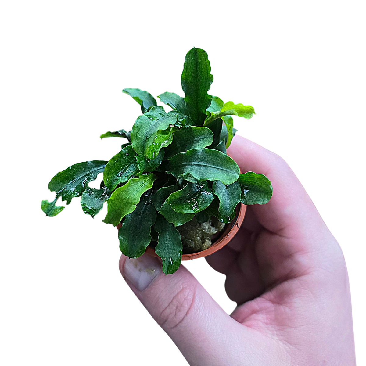 Bucephalandra pygmaea 'Bukit Kelam' | FrogDaddy
