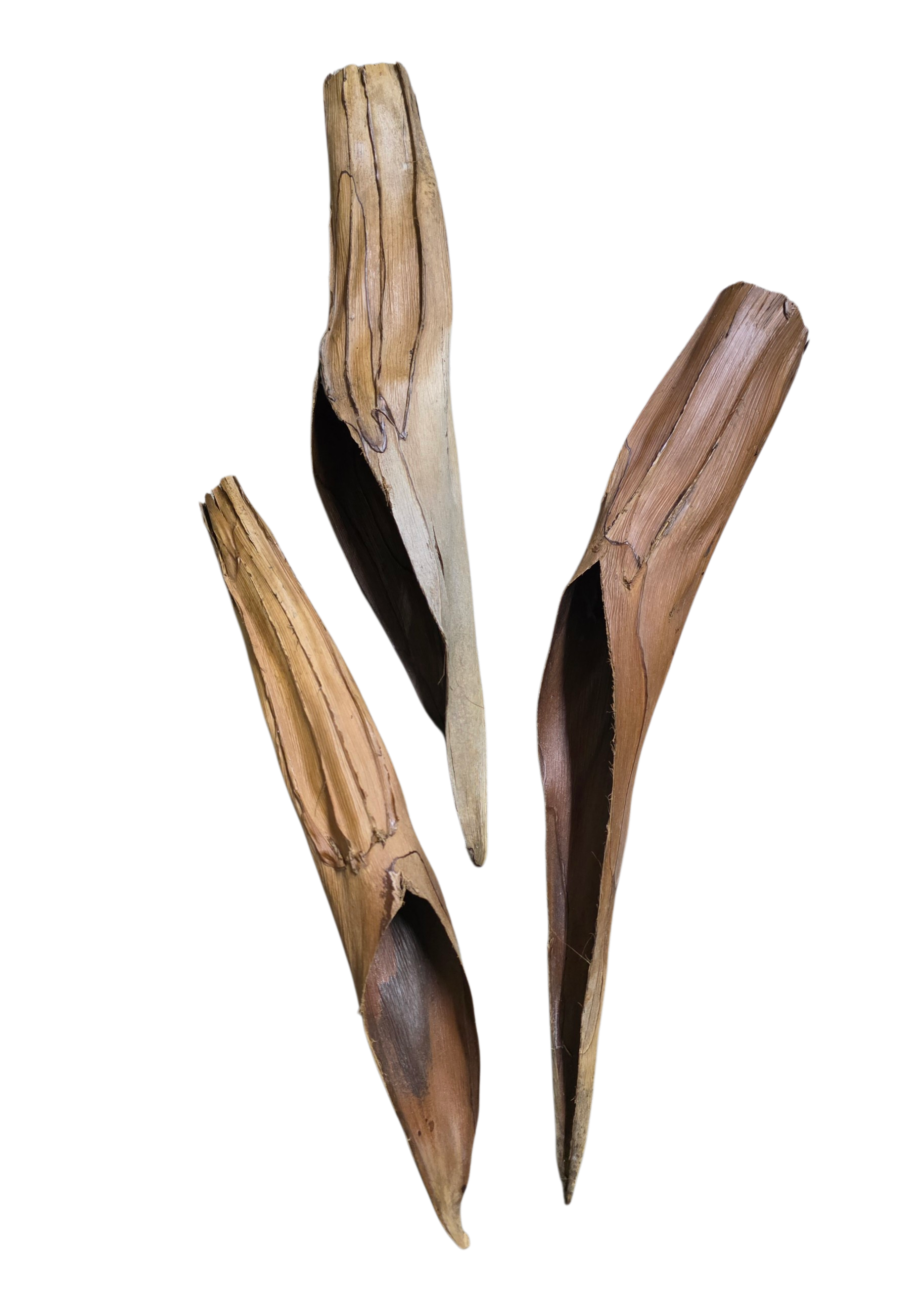 Palm Bract Hide