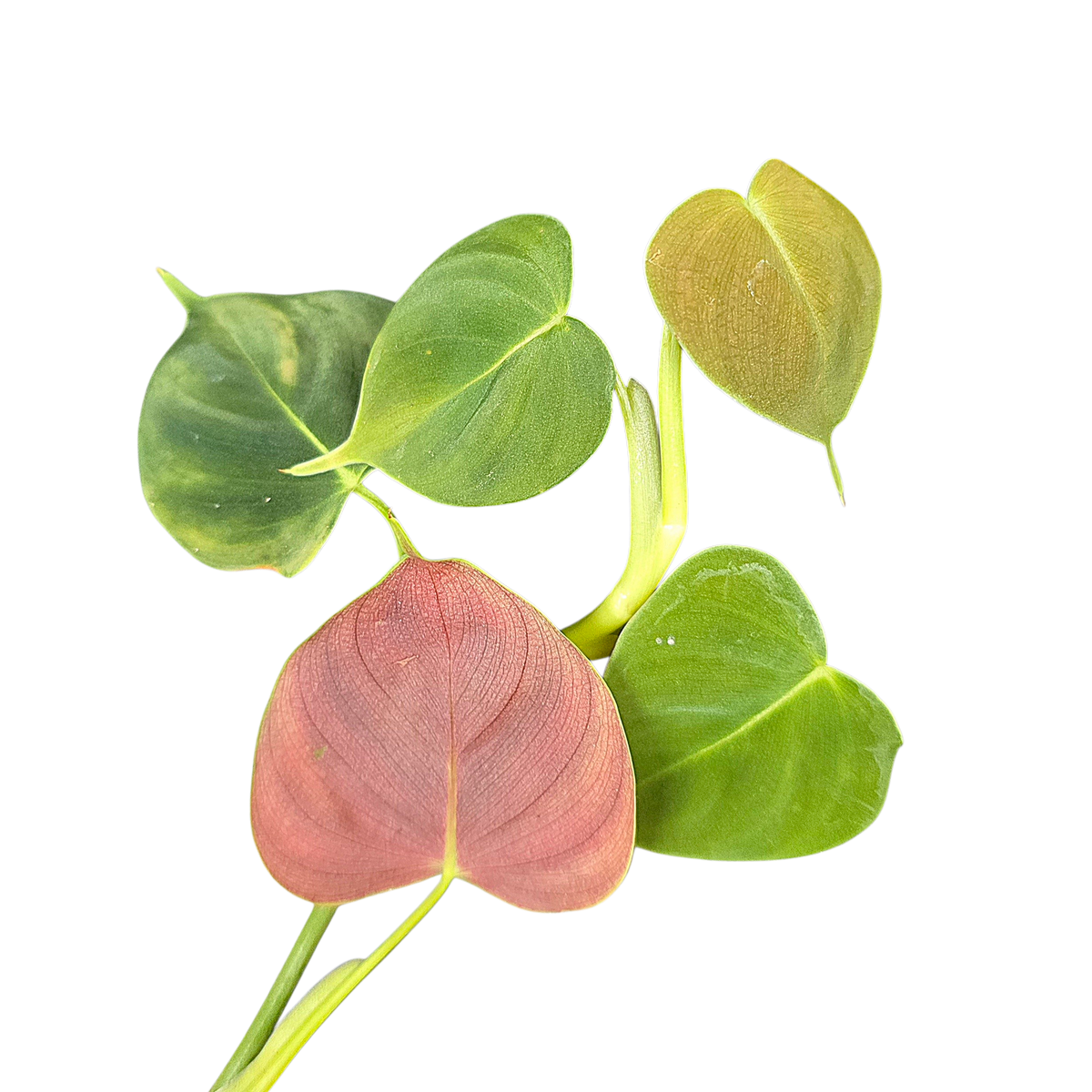 philodendron glanduliferum Philodendron cf. lupinum Terrarium Plant